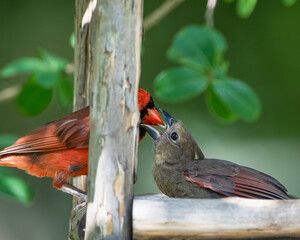 Male Northern Cardinal Feeding Juvenile Female in Bird Feeder in Louisiana Garden
