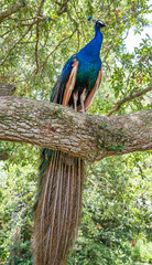 Fototapeta premium Male Peacock Perched in Oak Tree in Iberia Parish Louisiana
