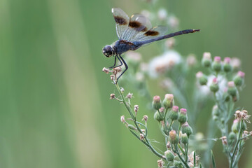 Four Spotted Pennant Dragonfly Perched on Wildflowers in Southern Louisiana in Summer