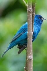 Close Up of Male Indigo Bunting Perched on Branch in Chinese Fringe Tree in Southern Louisiana During Spring Migration