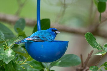 Male Indigo Bunting Perched in Small Blue Bird Feeder