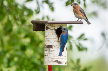 Pair of Eastern Bluebirds on Nesting Box in Spring in Southern Louisiana