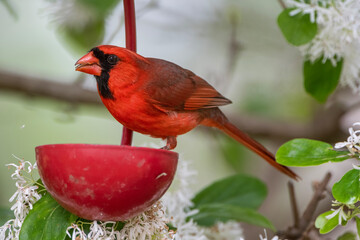 Male Northern Cardinal Perched on Small Red Cup Feeder in Louisiana Garden 