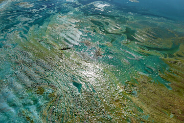 Bright blue-green algae (cyanobacteria) on water and beach sand. Close-up of a harmful algal blooms and decay. Abstract background with green toxic texture.
