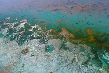 Close-up of blooming and decaying blue-green algae (cyanobacteria) on water near sea shore. Environment problem. Ecological concept of polluted nature.