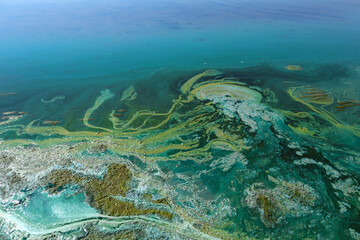 Close-up of blooming and decaying blue-green algae (cyanobacteria) on water near sea shore....