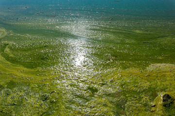 Close-up of blooming and decaying blue-green algae (cyanobacteria) on water near sea shore. Environment problem. Ecological concept of polluted nature.