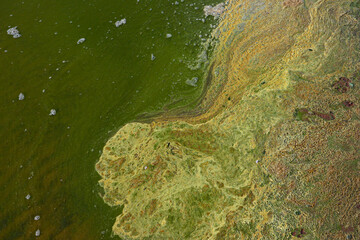 Close-up of blooming and decaying blue-green algae (cyanobacteria) on water near sea shore. Environment problem. Ecological concept of polluted nature.