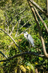 Garça na mata. Ave grande. Em poços de Caldas