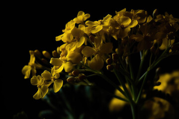 Rapeseed, mustard or Canola flower side lighted with dark background.