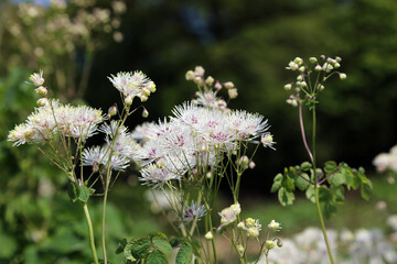 French meadow rue blooms, Derbyshire England
