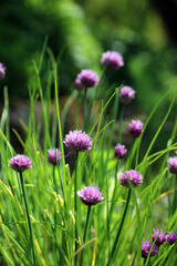 Macro image of Chive blooms, Derbyshire England
