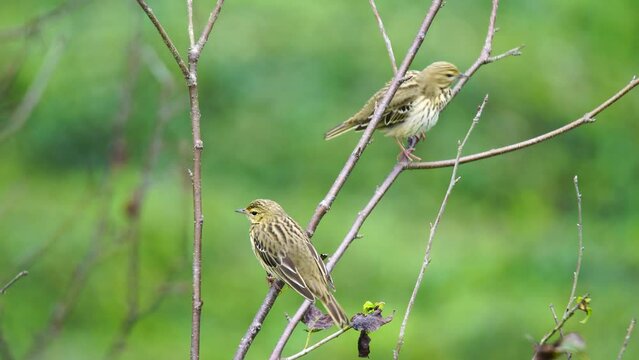 Wildlife - birds. Tree Pipit (Anthus trivialis) bird usually lives in areas with sparse trees and shrubs. They make their nests on the ground. They feed on insects and plants.