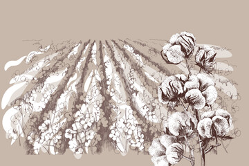 Vintage retro style illustration of cotton field