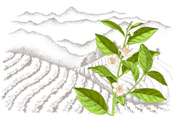 Tea plantation landscape in graphic style