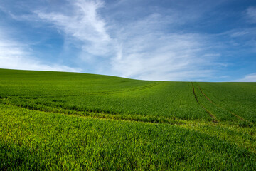 An empty idyllic field of young grain against a blue sky with white clouds