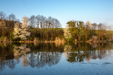 Trees on the banks of the pond at golden hour