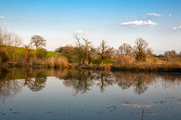 Obraz premium Trees on the banks of the pond at golden hour