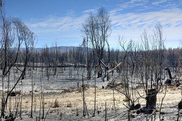 Photo of a scorched landscape with trees and a majestic mountain in the distance, depicting the aftermath of a devastating fire