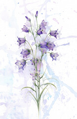 Watercolor bluebell flower bouquet. Card, postcard for the holidays of spring, summer, wedding, birthday. Hand painting illustration. Campanula patula, little bell, rapunzel, harebell.