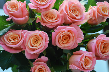 Lots of pink orange and peach roses with green leaves. Beautiful floral background.