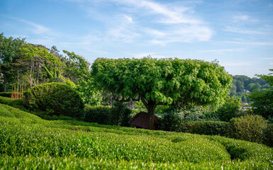 Fototapeta na wymiar Amazing acacia topiary tree in Etretat gardens