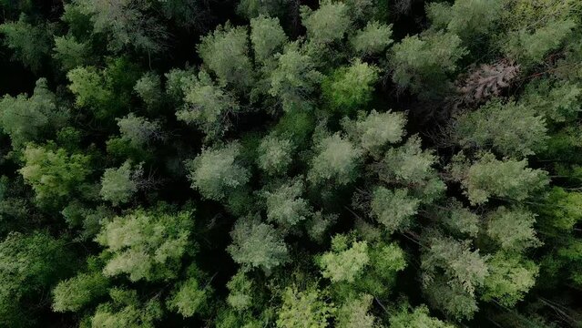 The tip of the tall trees in the forest as seen on an aerial view in Estonia