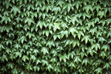 Closeup nature view of green creative layout made of green leaves of Vichi vine. Copyspace make using as natural green plants and ecology backdrop. Flat lay. Nature background