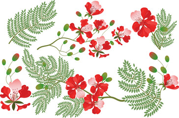 Set of Gulmohar flowers from India. Flamboyant. - obrazy, fototapety, plakaty