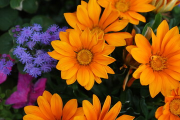 orange chrysanthemum flower