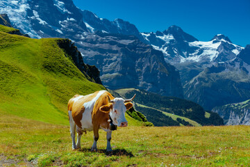 Fototapeta na wymiar Cow on high mountain meadow in Swiss Alps