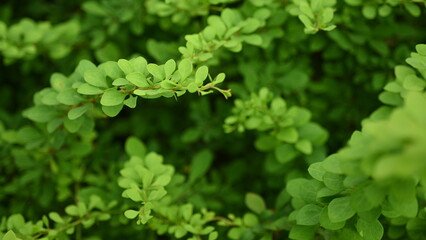 green bush branches as background, sustainability concept, empty space for photo 