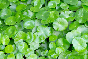 Fresh green centella asiatica leaves