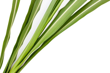 Sugar cane leaves on white background. - obrazy, fototapety, plakaty