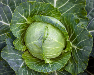 Obraz premium White cabbage with drops of water on the leaves on the bed top view.