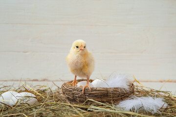 Nest with cute little chick and eggs on white background