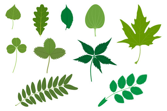 Set of green leaves. Examples of simple and compound leaves. Poplar, oak, elm, Plantago major, Platanus orientalis, clover, strawberry, Parthenocissus quinquefolia, honey locust, Rosa canina.
