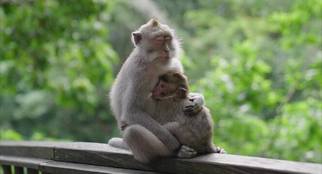 macaque monkey hugs its baby