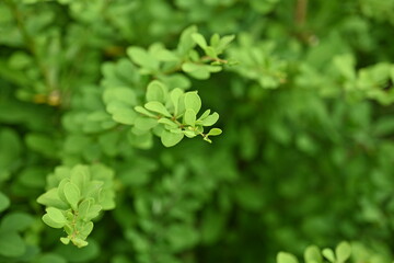 green bush branches as background, sustainability concept, empty space for photo 