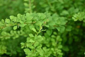green bush branches as background, sustainability concept, empty space for photo 