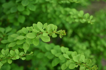 green young branches of the bush, bright green leaves close up, green spring background 