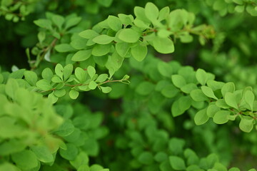 green leaves as a background, the concept of sustainable development 