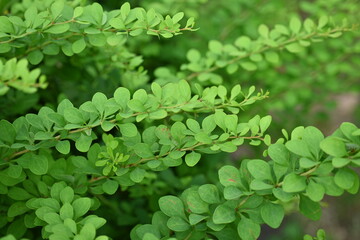 Obraz premium green young branches of the bush, bright green leaves close up, green spring background 