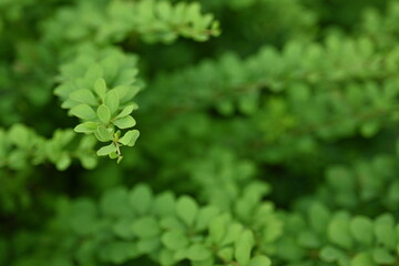 green young branches of the bush, bright green leaves close up, green spring background 