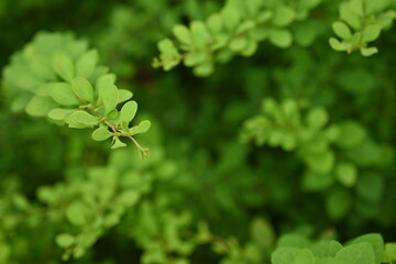green young branches of the bush, bright green leaves close up, green spring background 