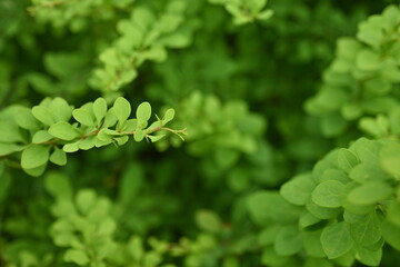 Obraz premium green young branches of the bush, bright green leaves close up, green spring background 