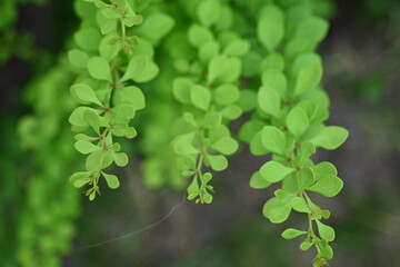 Fototapeta na wymiar green young branches of the bush, bright green leaves close up, green spring background 