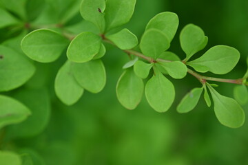 green young branches of the bush, bright green leaves close up, green spring background 