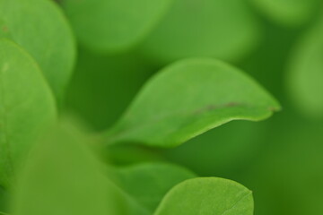 green young branches of the bush, bright green leaves close up, green spring background 