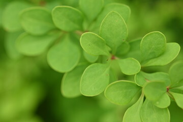 green young branches of the bush, bright green leaves close up, green spring background 